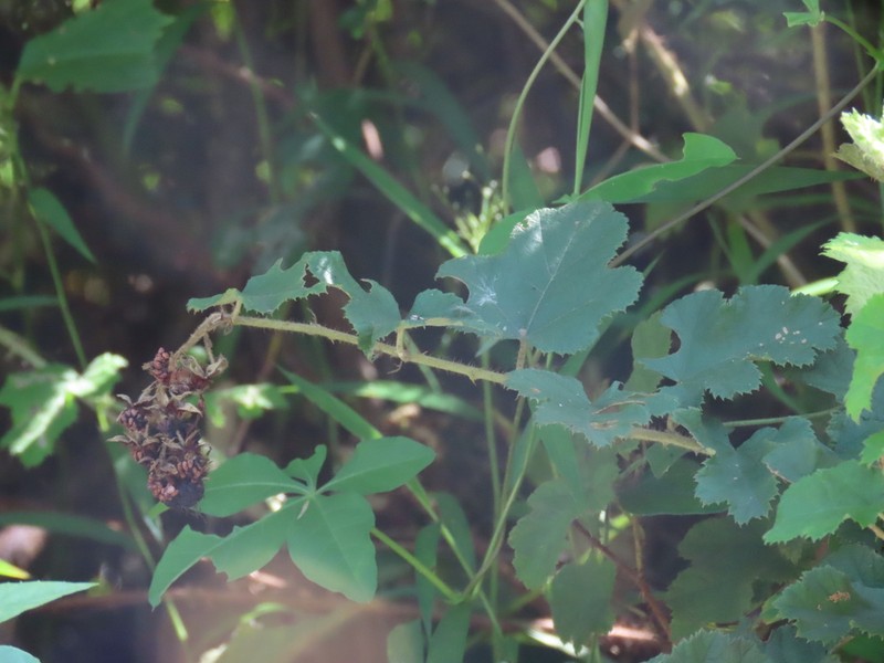Rubus nagasawanus photo 8