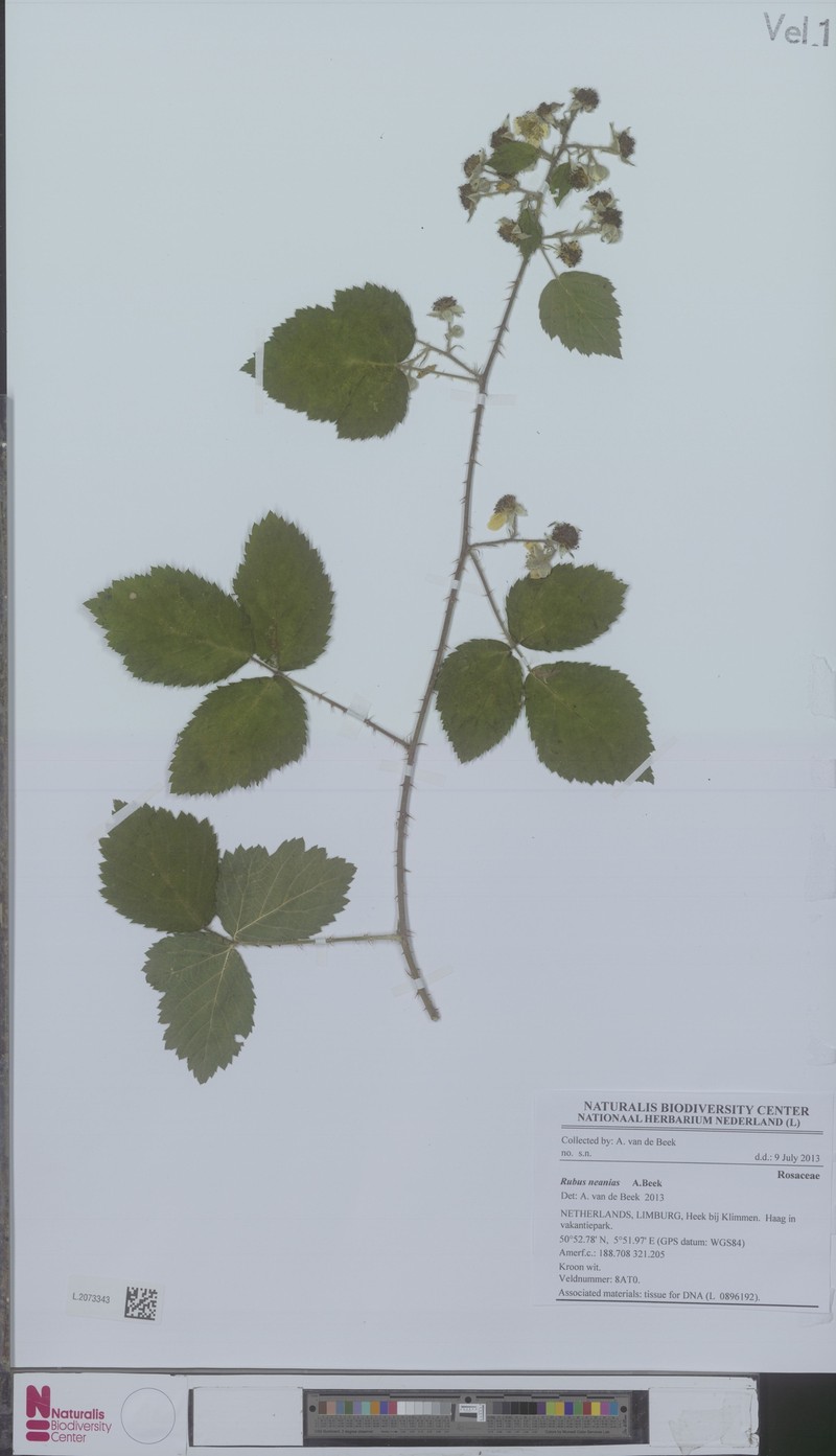 Rubus neanias