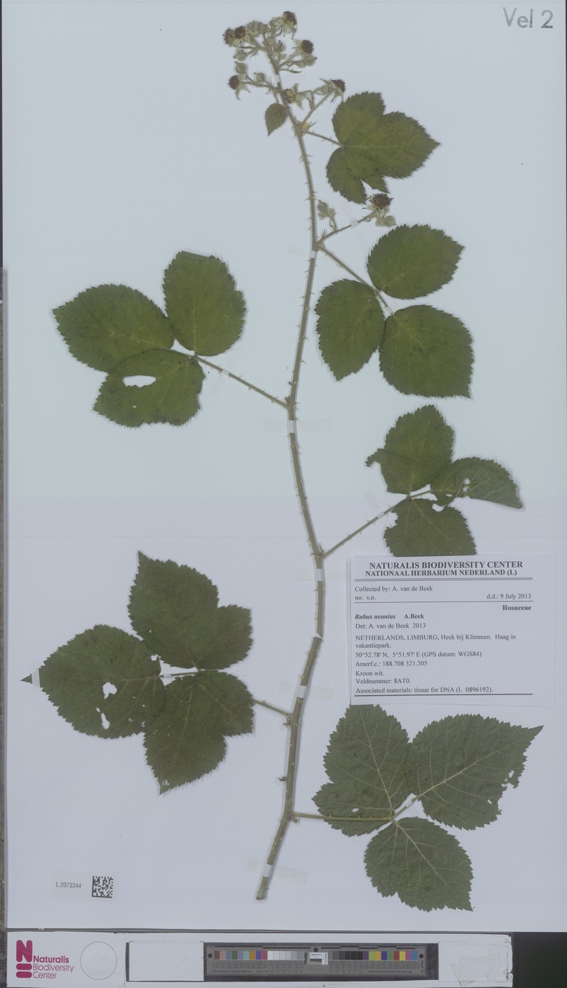 Rubus neanias photo 2
