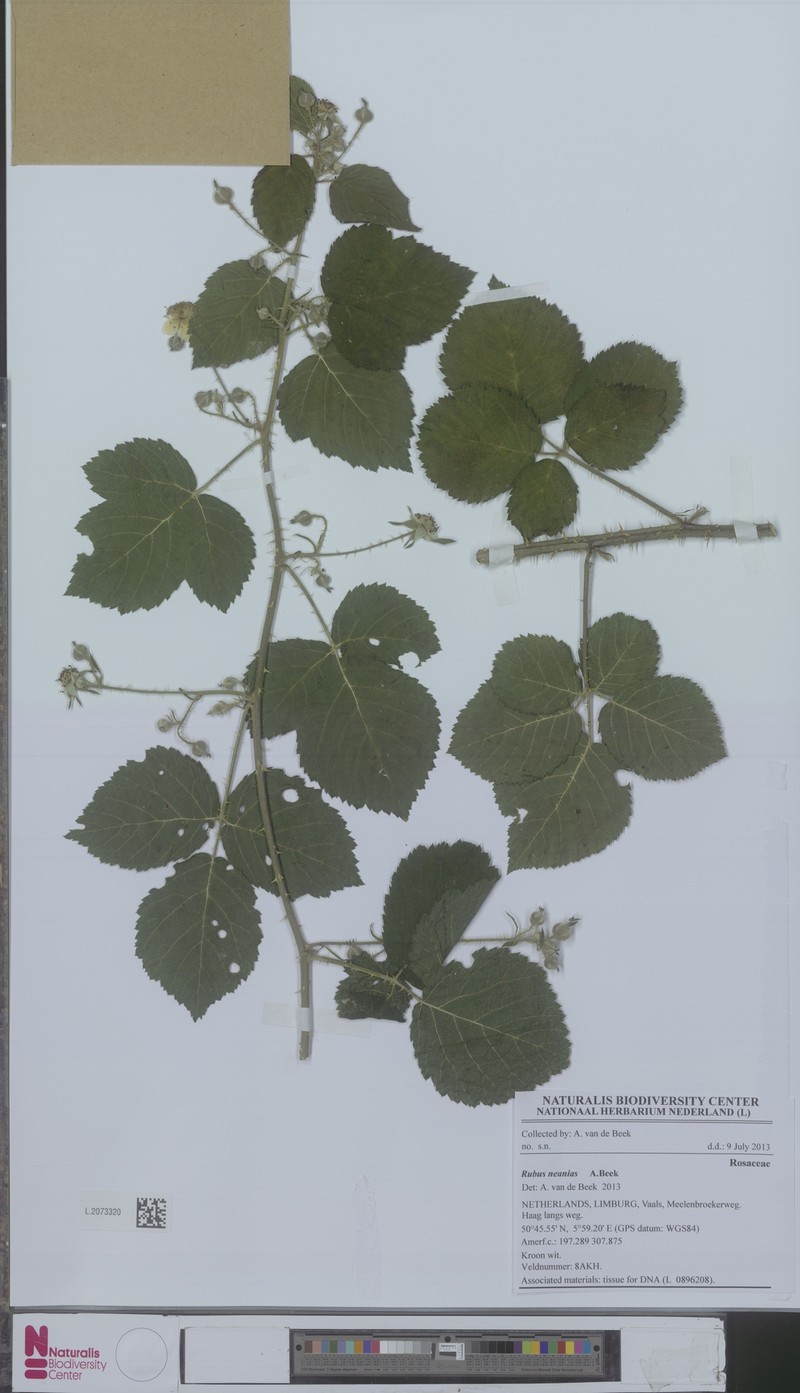 Rubus neanias photo 3