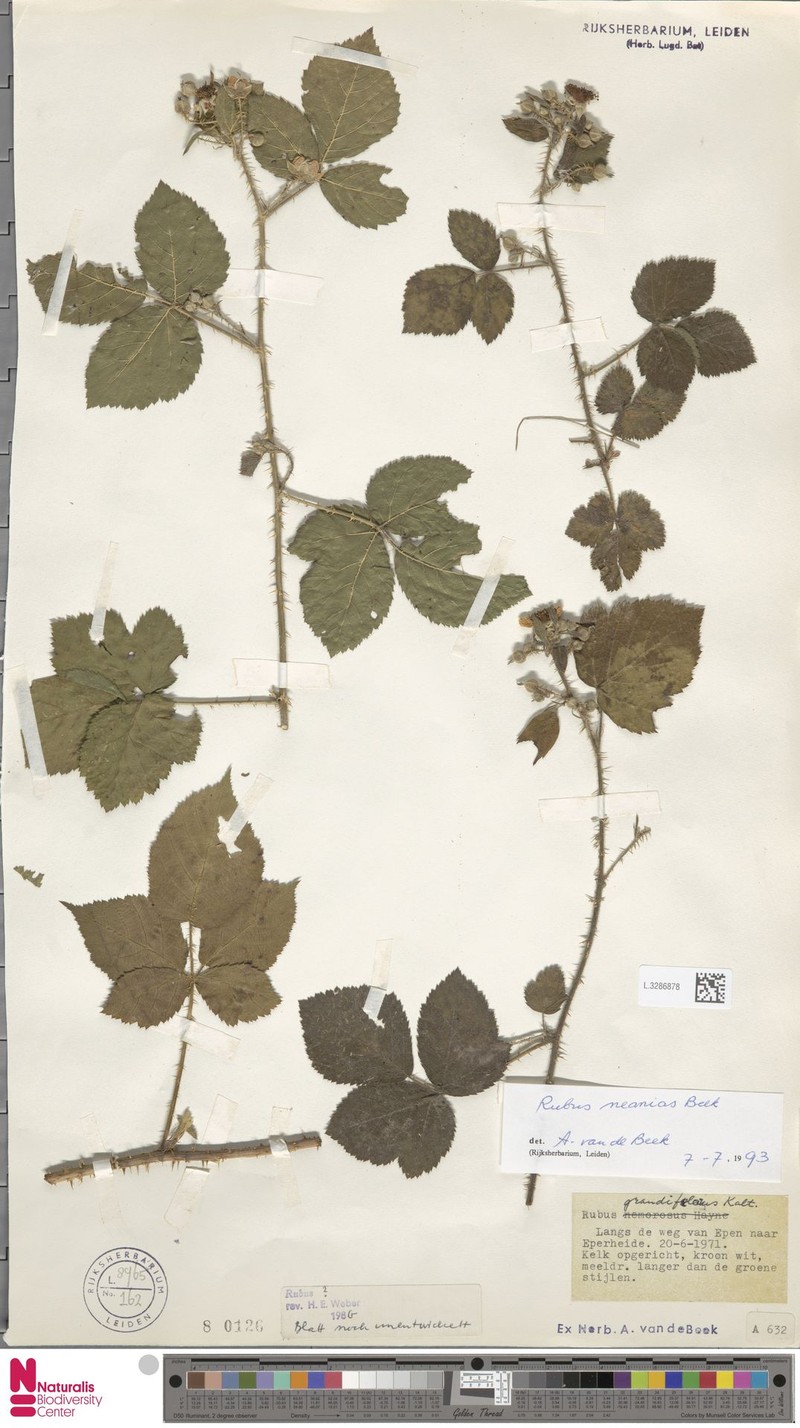 Rubus neanias photo 4