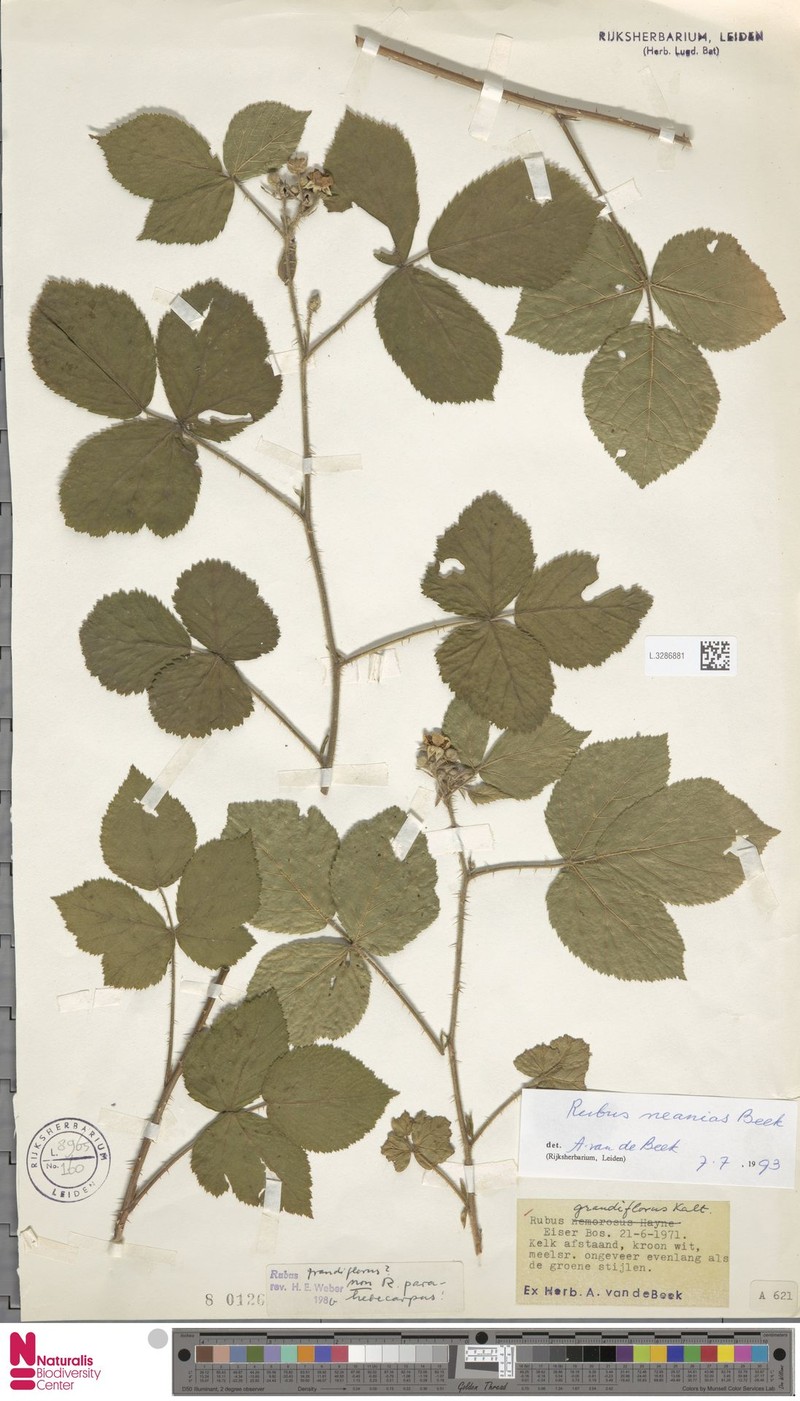 Rubus neanias photo 5