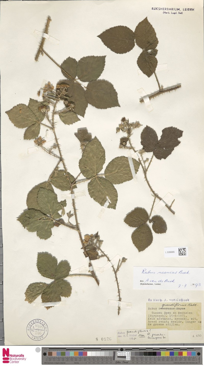 Rubus neanias photo 6