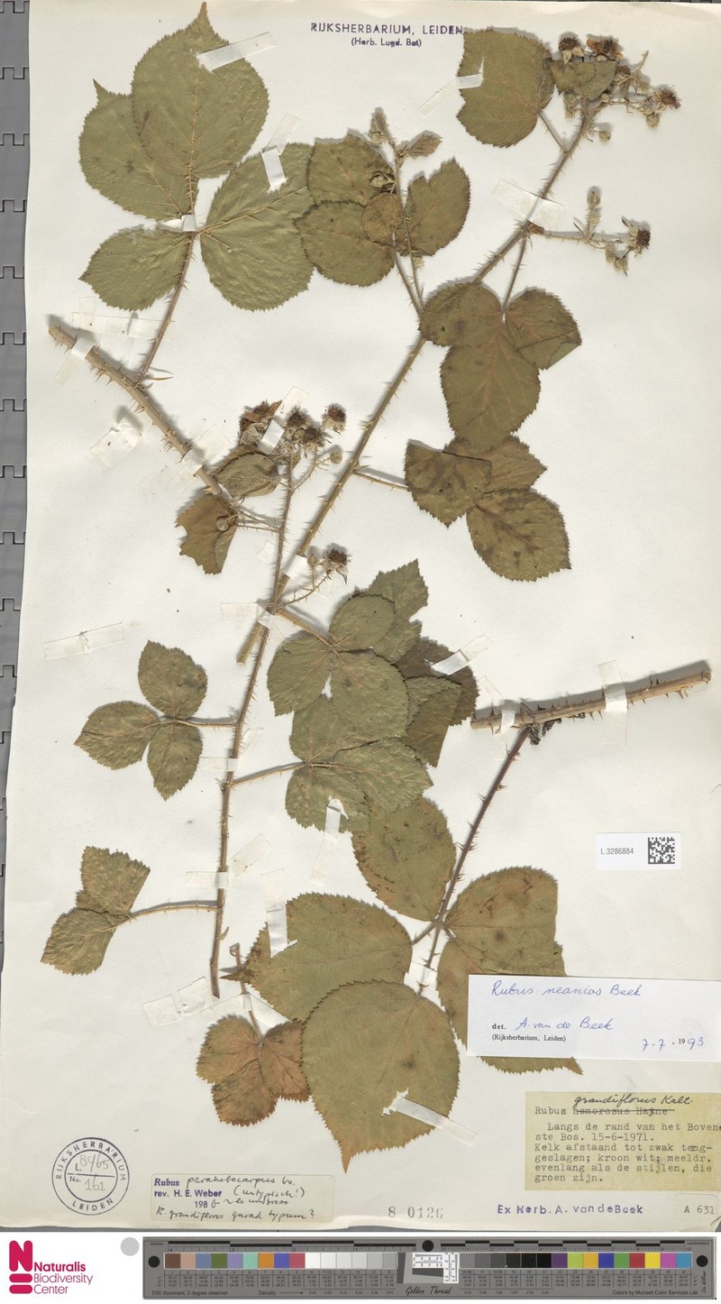 Rubus neanias photo 7