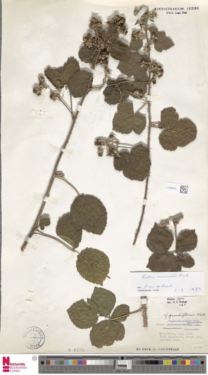 Rubus neanias photo 8