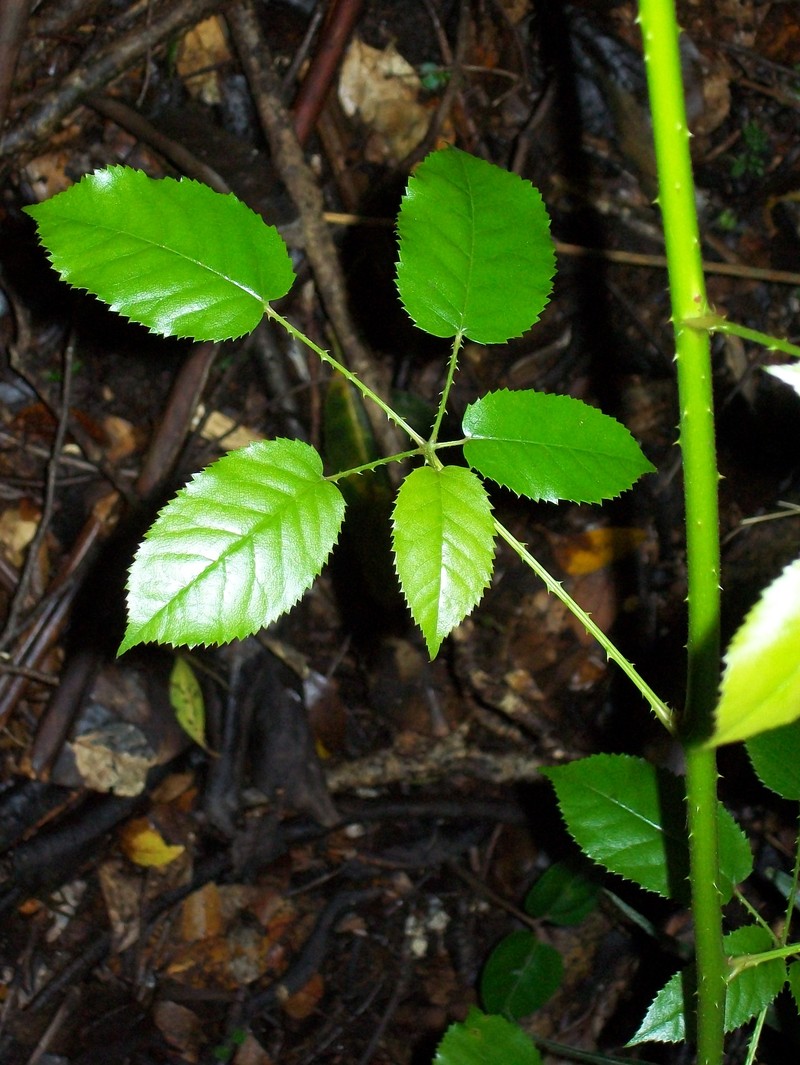 Rubus nebulosus
