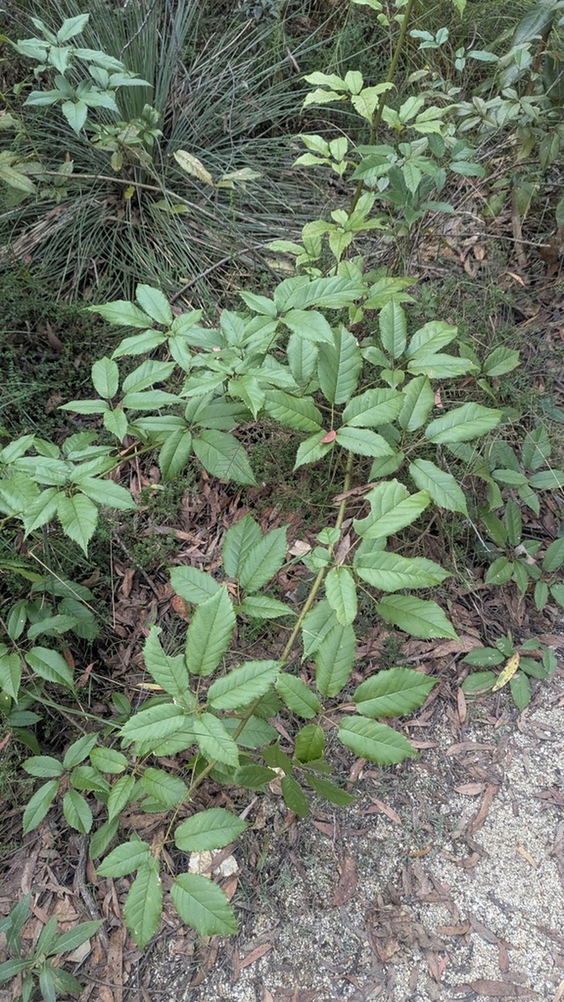 Rubus nebulosus photo 2