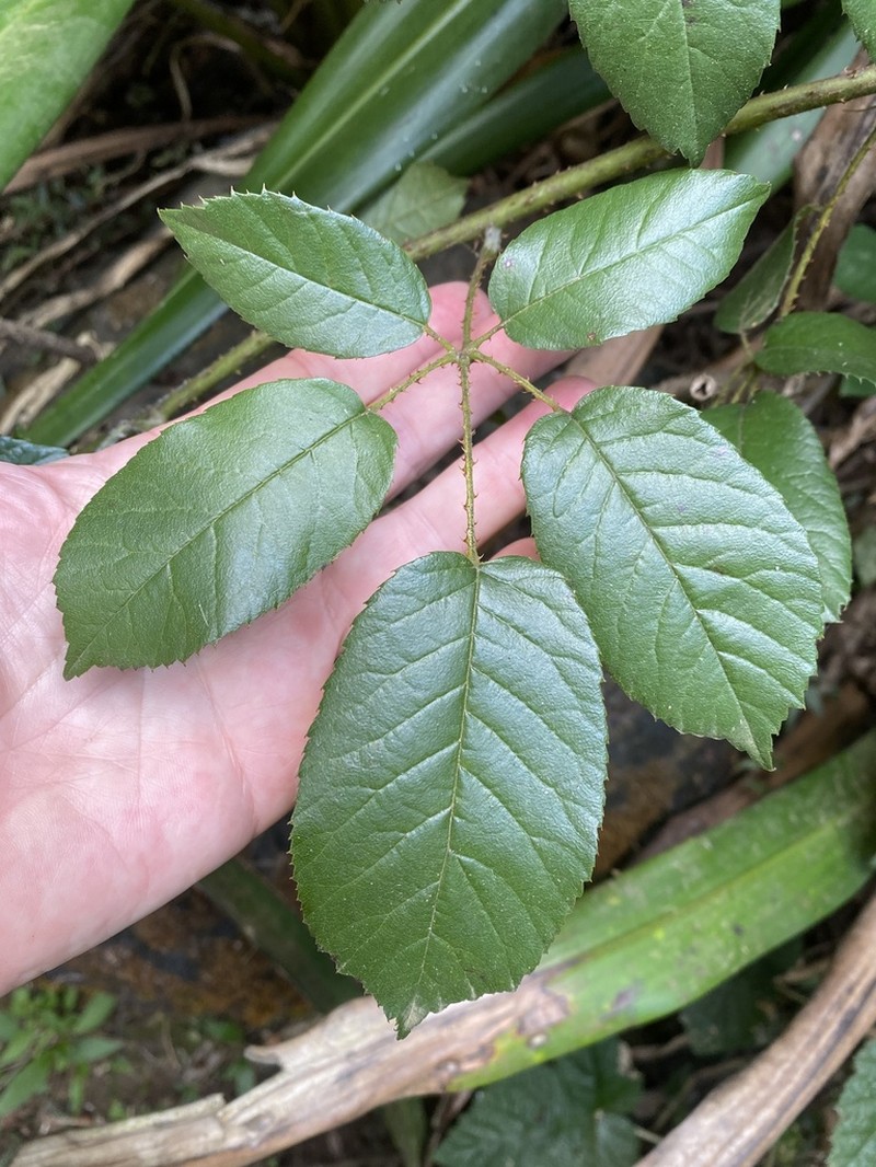 Rubus nebulosus photo 3