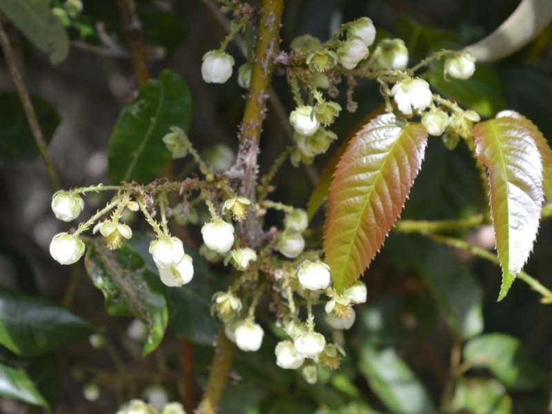 Rubus nebulosus photo 4