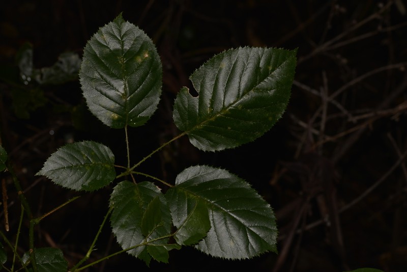 Rubus nebulosus photo 5