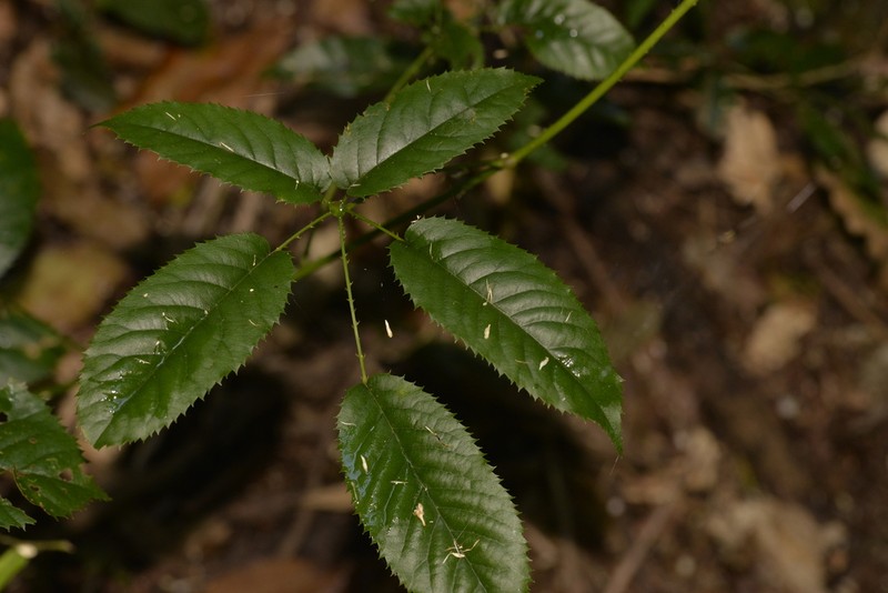 Rubus nebulosus photo 7