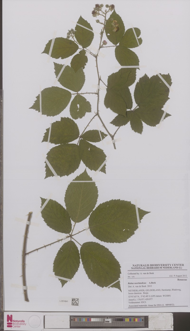 Rubus neerlandicus