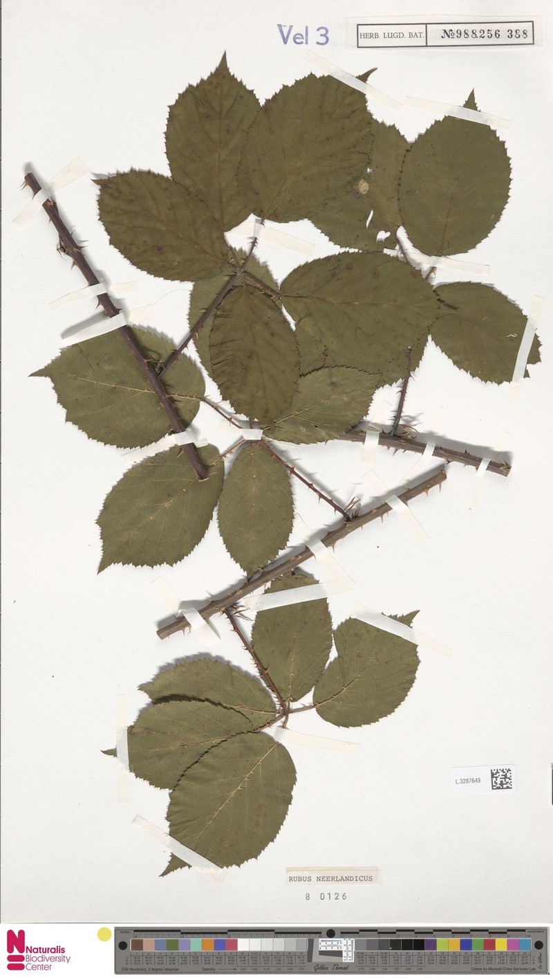 Rubus neerlandicus photo 2