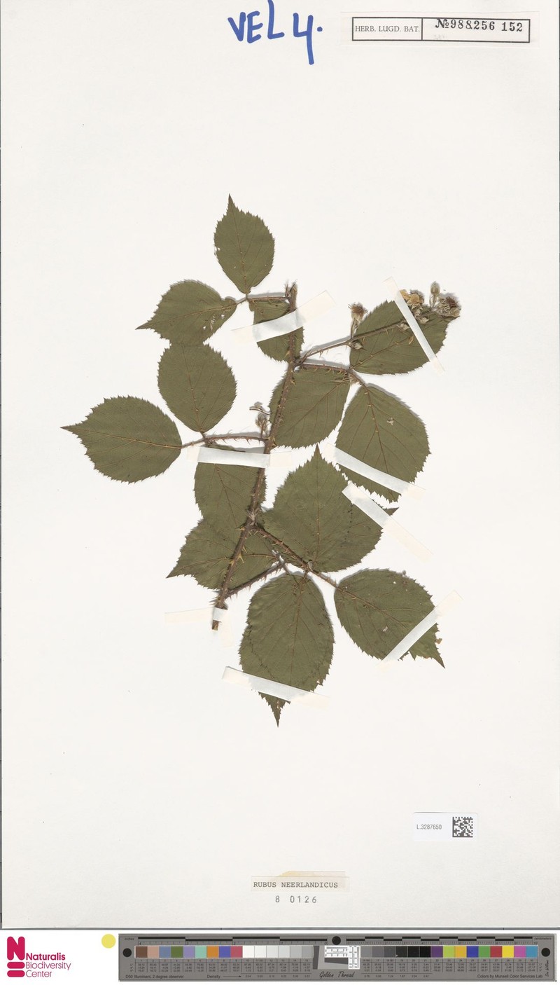 Rubus neerlandicus photo 3