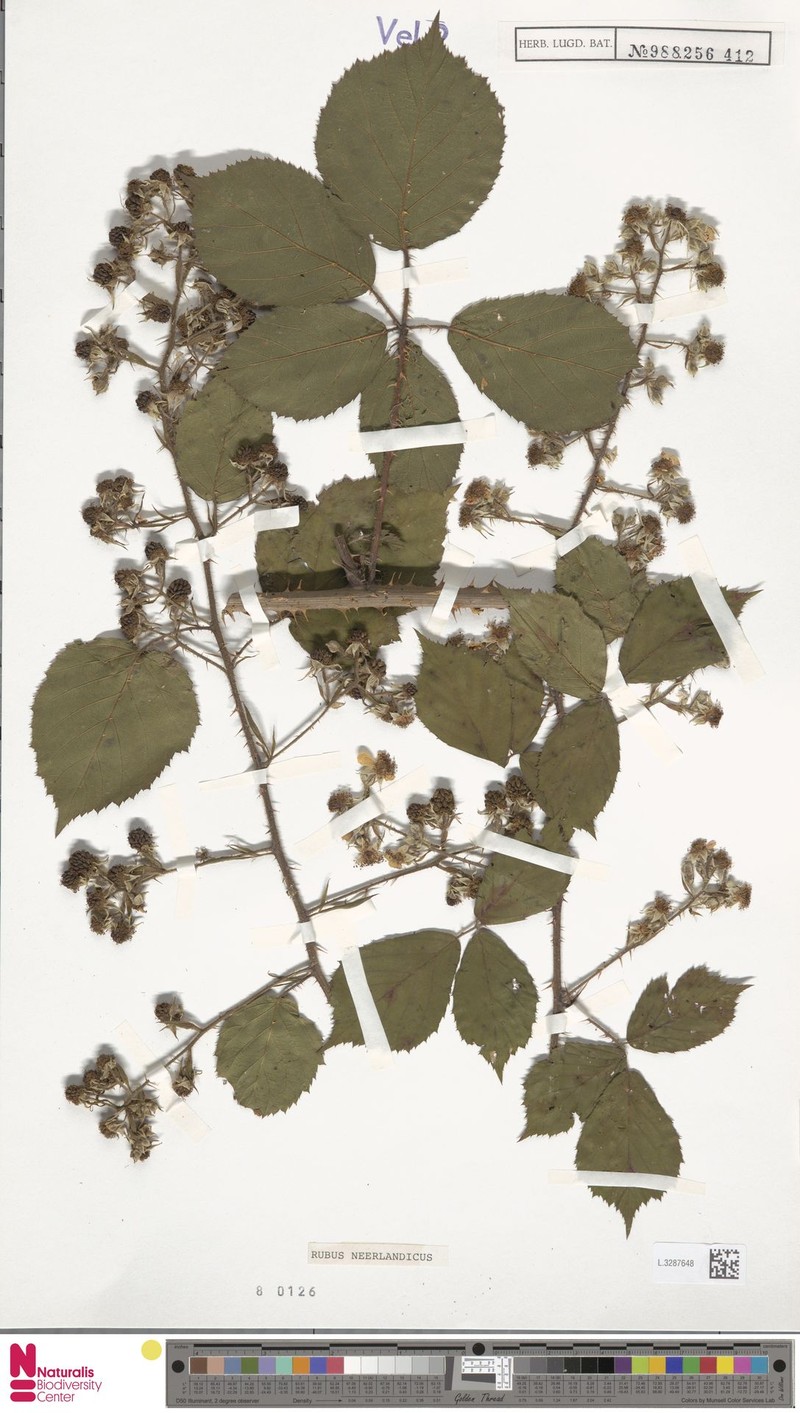 Rubus neerlandicus photo 4