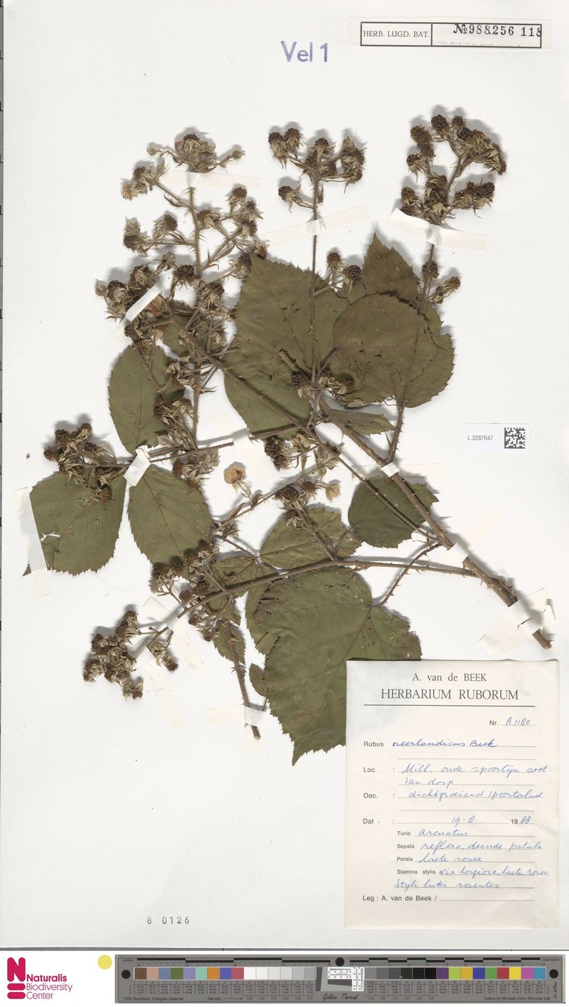Rubus neerlandicus photo 5