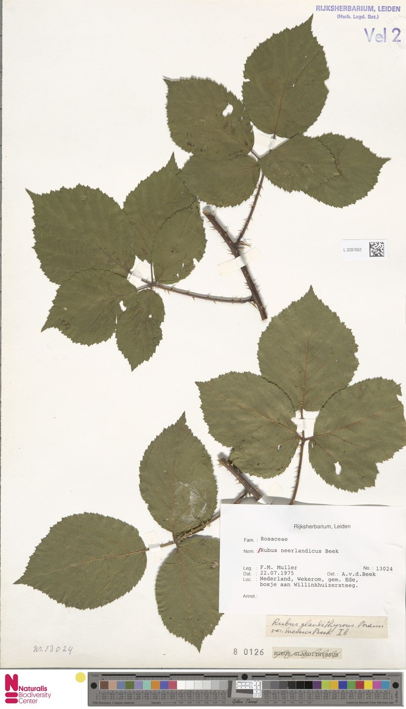Rubus neerlandicus photo 6