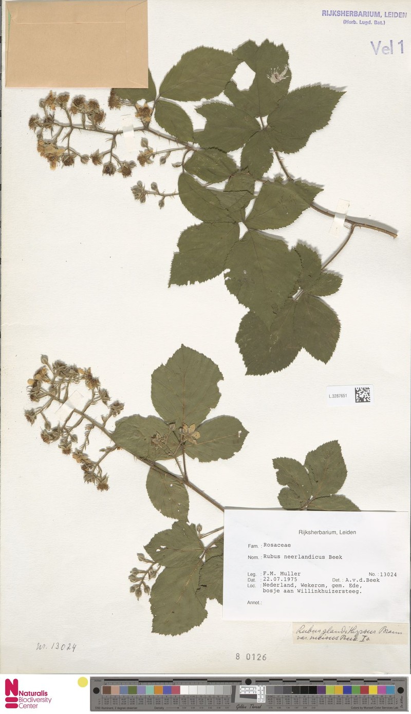 Rubus neerlandicus photo 7