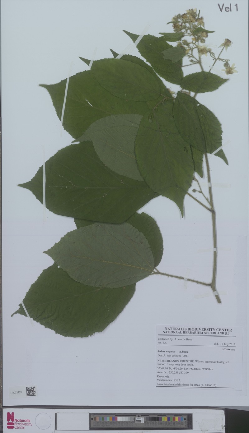 Rubus negatus