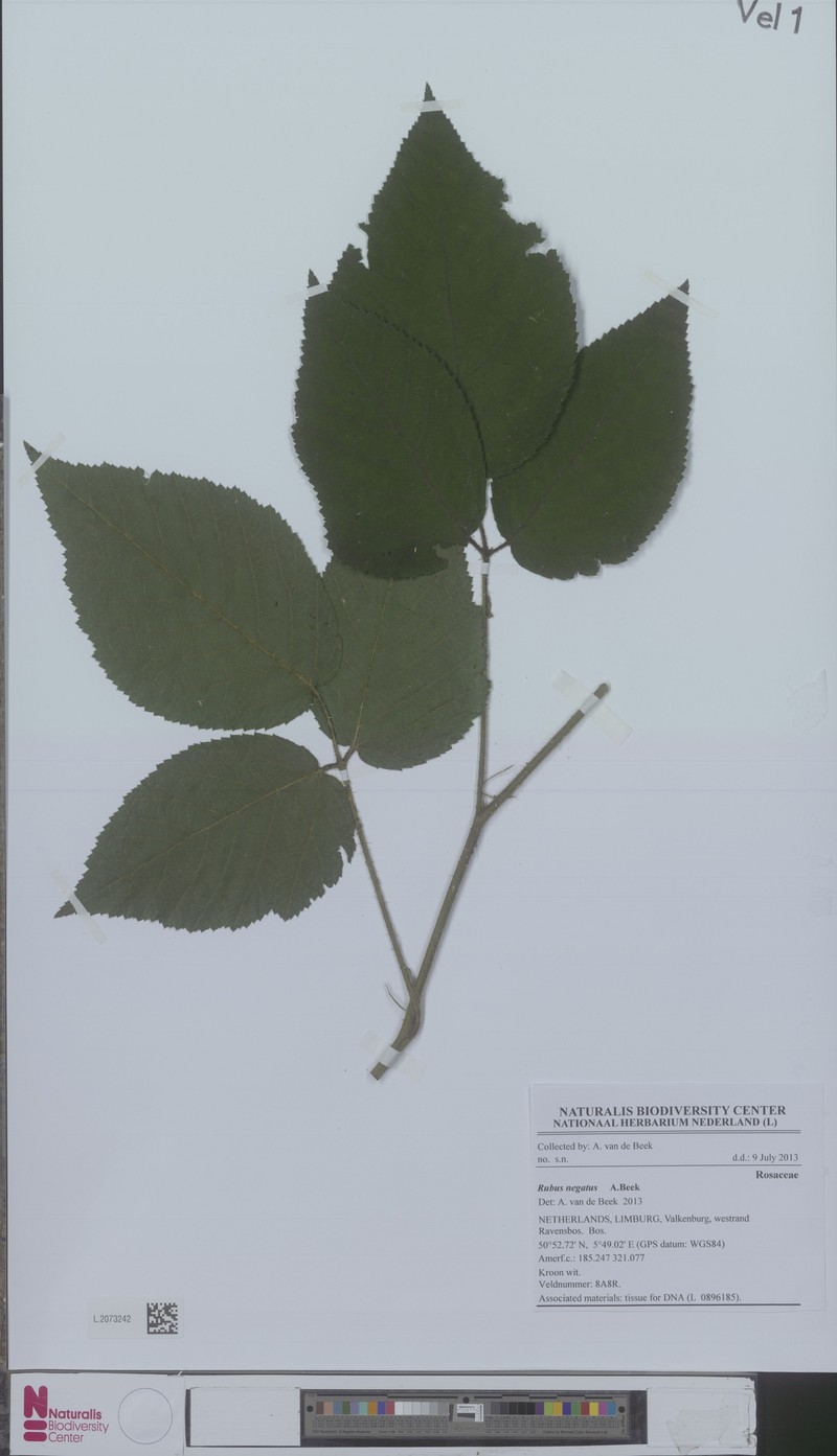 Rubus negatus photo 2