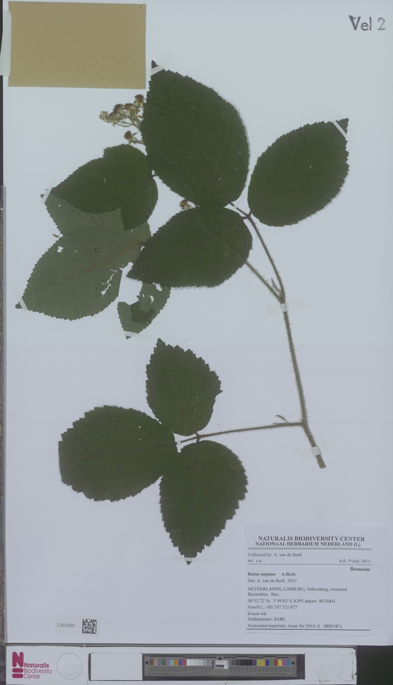 Rubus negatus photo 3