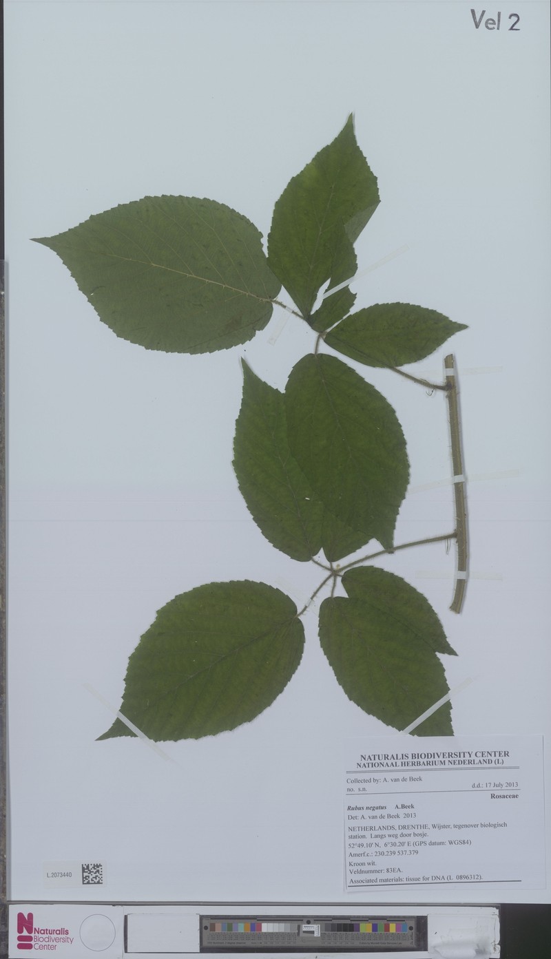 Rubus negatus photo 4