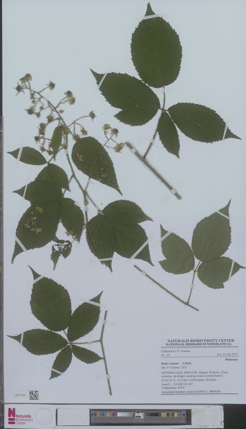 Rubus negatus photo 5