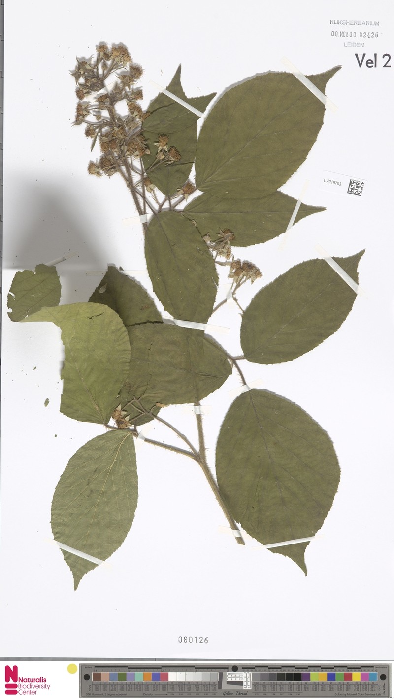 Rubus negatus photo 6