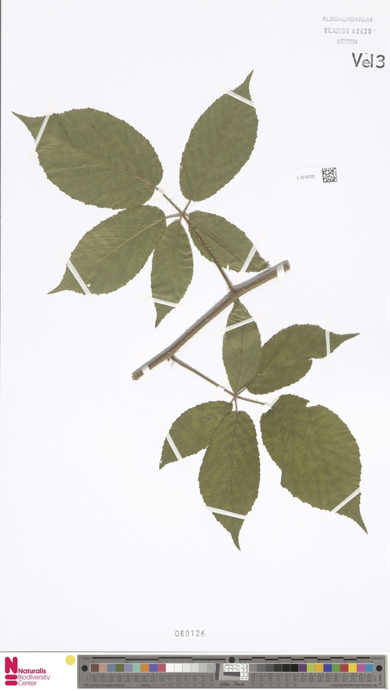 Rubus negatus photo 7
