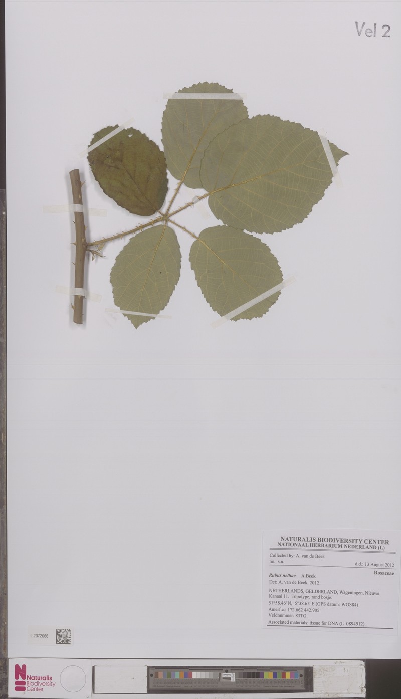 Rubus nelliae