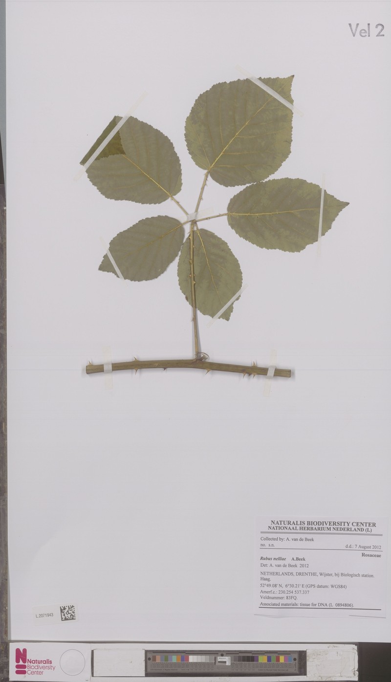 Rubus nelliae photo 2