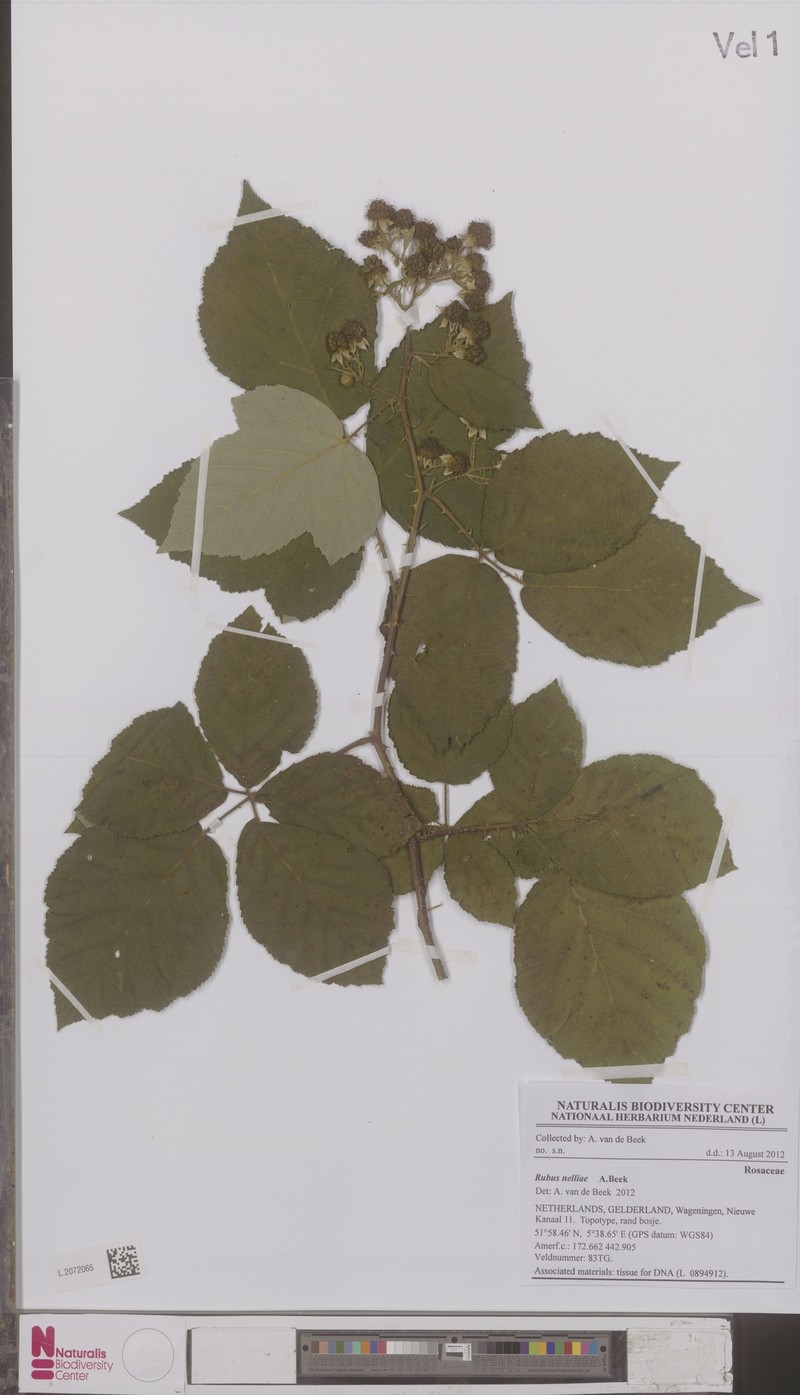 Rubus nelliae photo 3