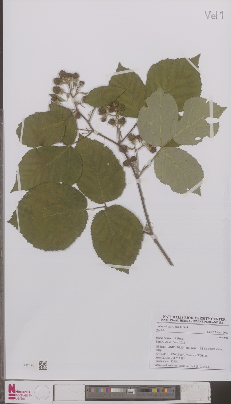 Rubus nelliae photo 4