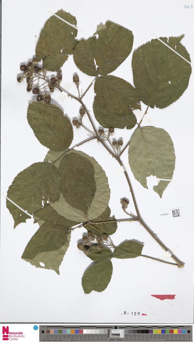 Rubus nelliae photo 5