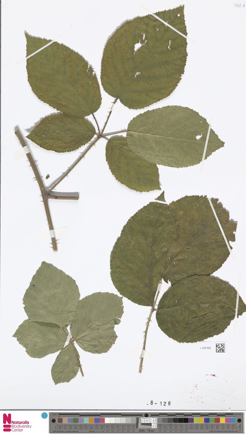 Rubus nelliae photo 6
