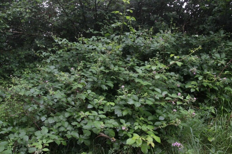 Rubus nemophilus
