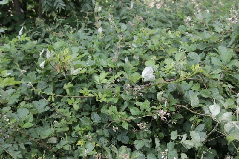 Rubus nemophilus photo 2