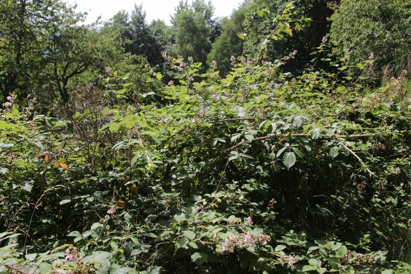 Rubus nemophilus photo 3