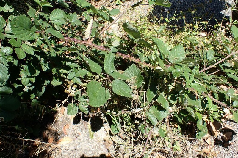 Rubus nemophilus photo 4