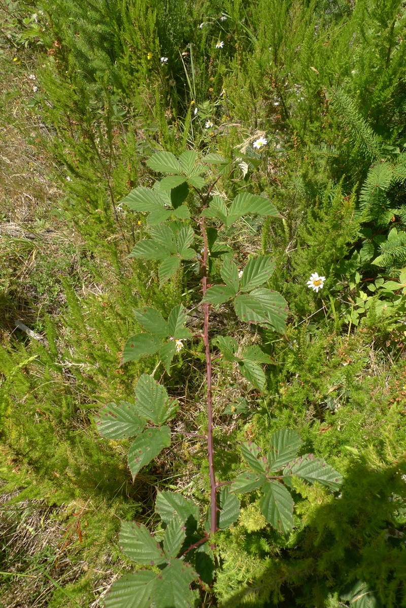 Rubus nemoralis