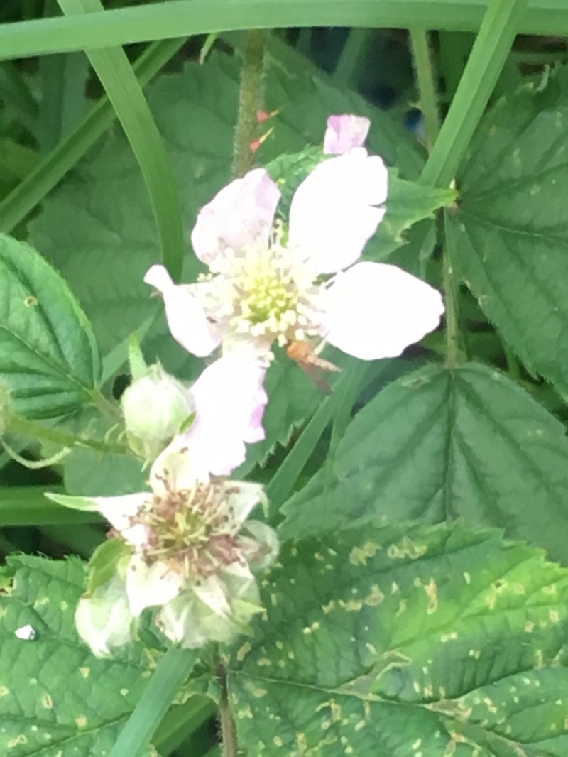 Rubus nemoralis photo 2