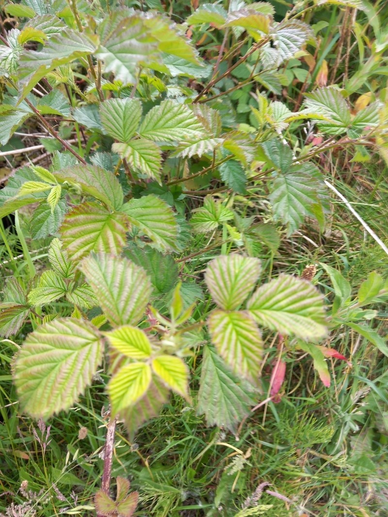 Rubus nemoralis photo 3