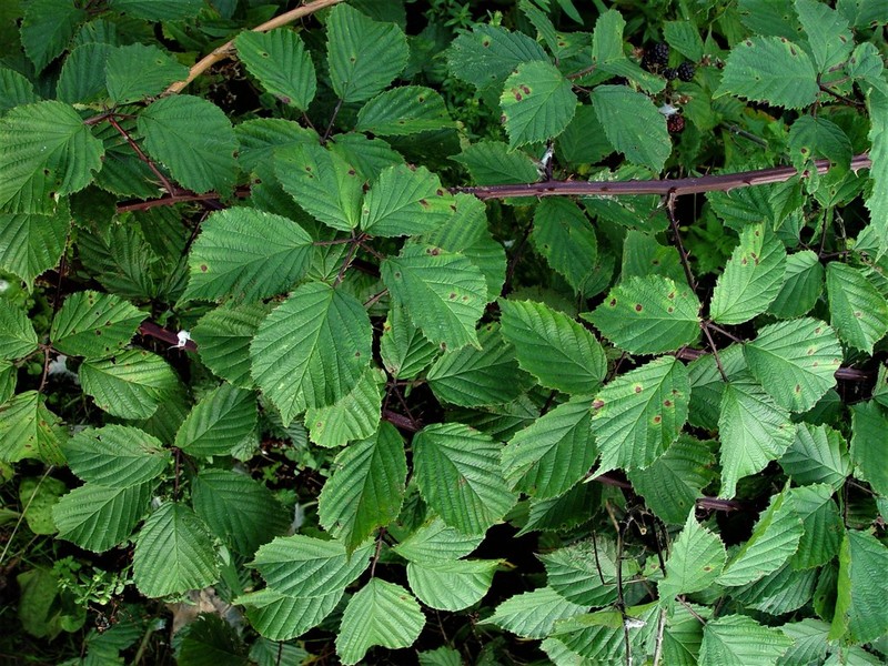 Rubus nemoralis photo 4