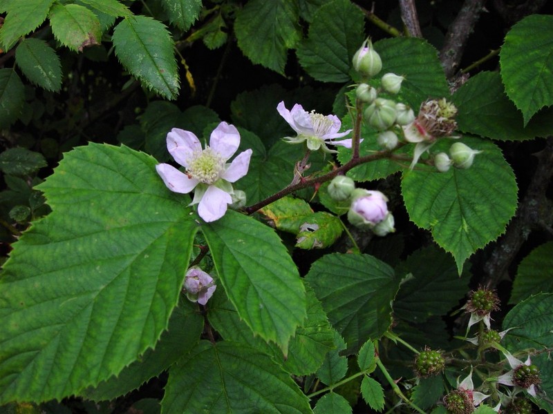 Rubus nemoralis photo 5