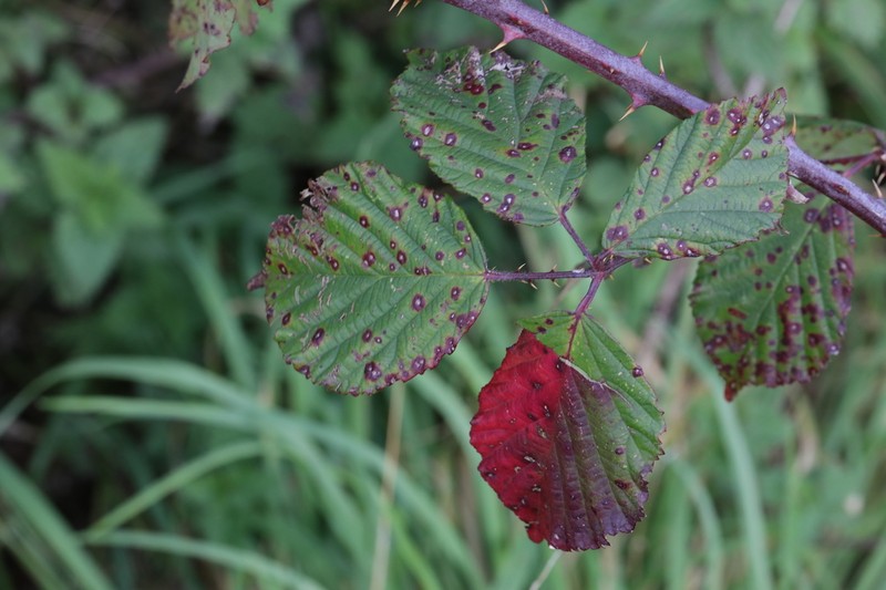 Rubus nemoralis photo 6