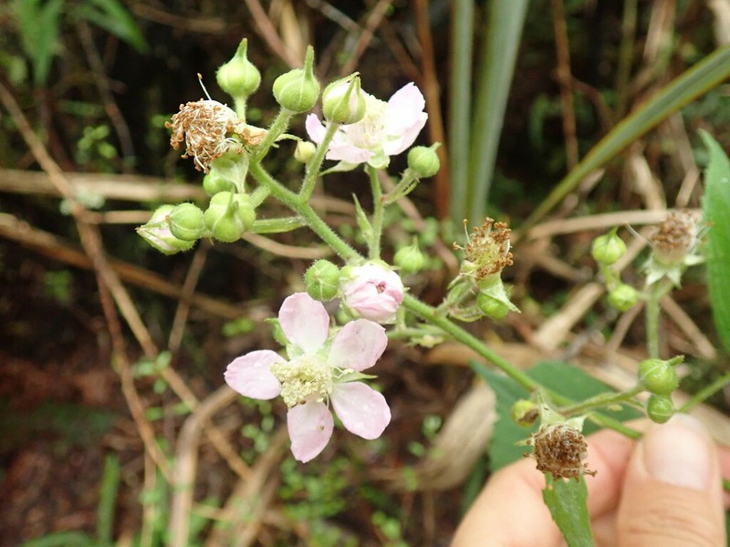 Rubus nemoralis photo 7