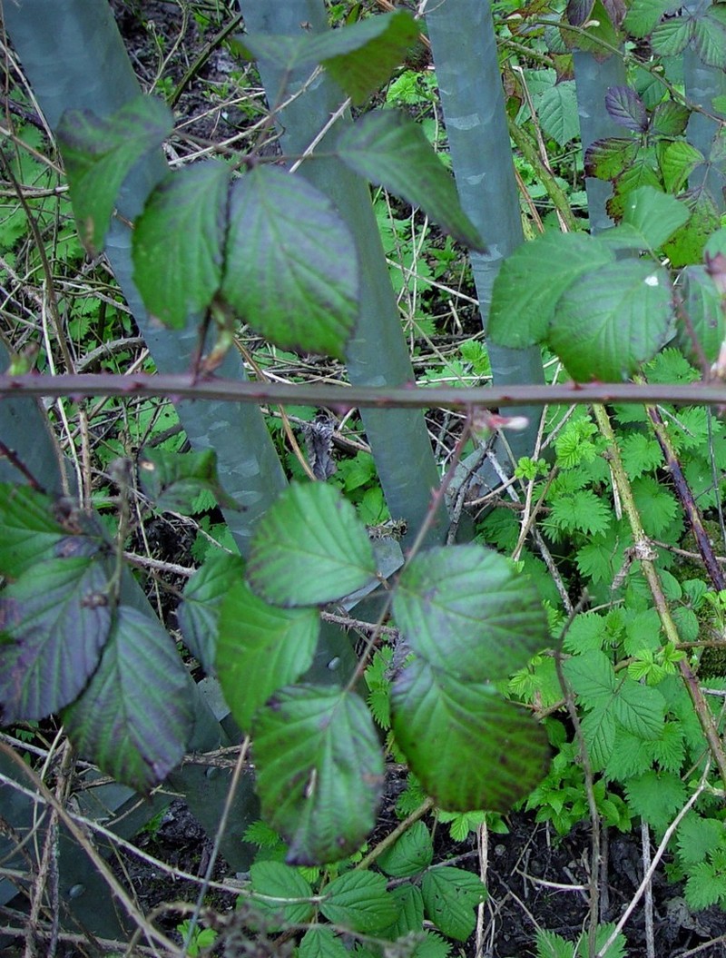 Rubus nemoralis photo 8