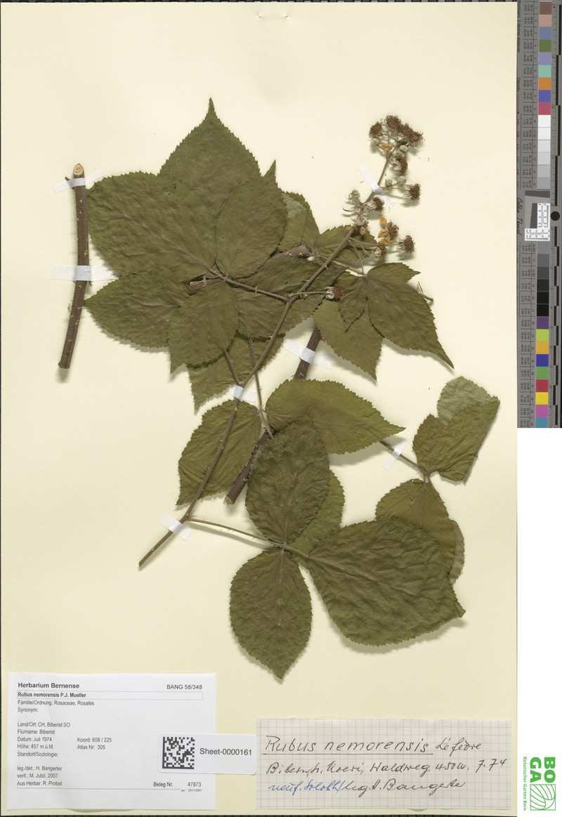 Rubus nemorensis