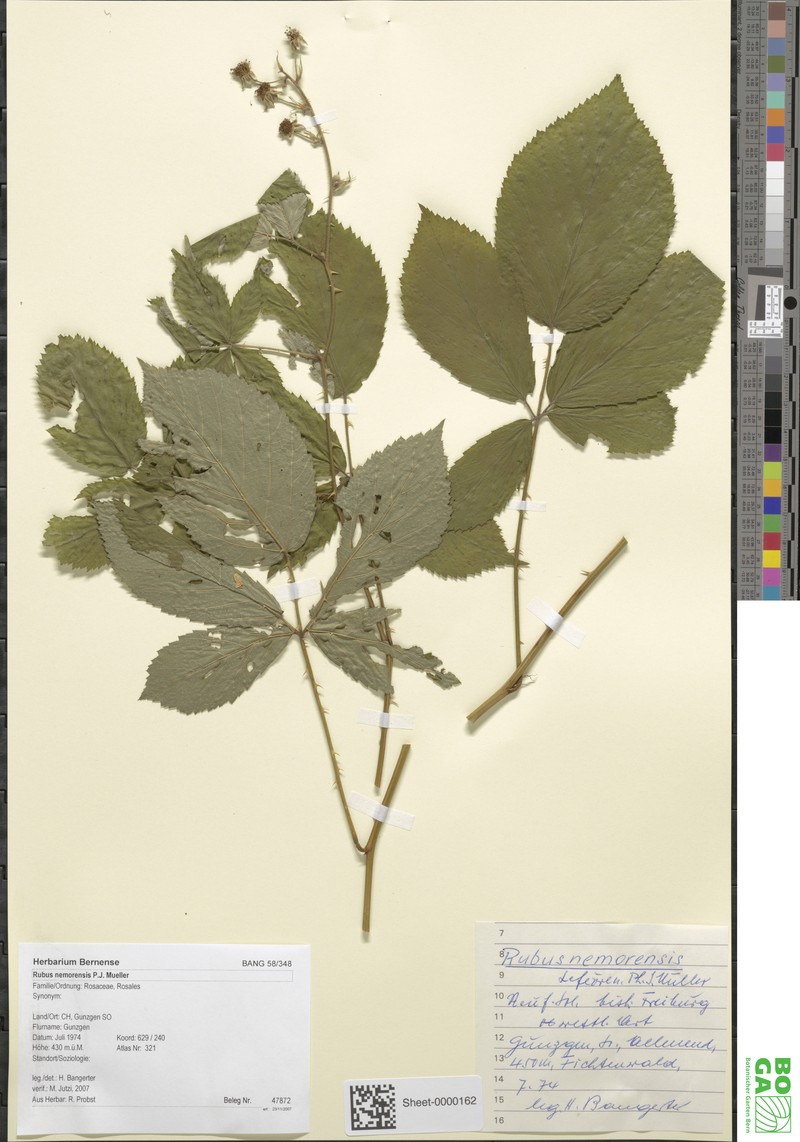 Rubus nemorensis photo 2