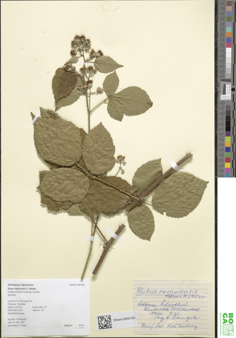 Rubus nemorensis photo 3